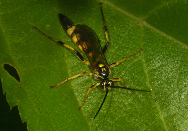 Amblyteles sp? Ichneumonidae